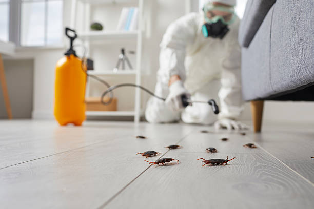 Commercial Kitchen Cockroach Control in Rock Rapids